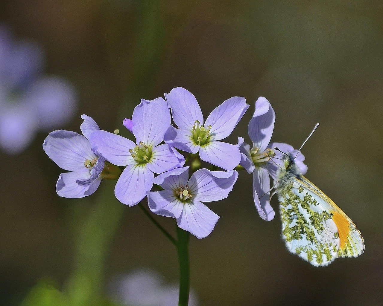 Start by encouraging beneficial insects, such as ladybugs and lacewings,